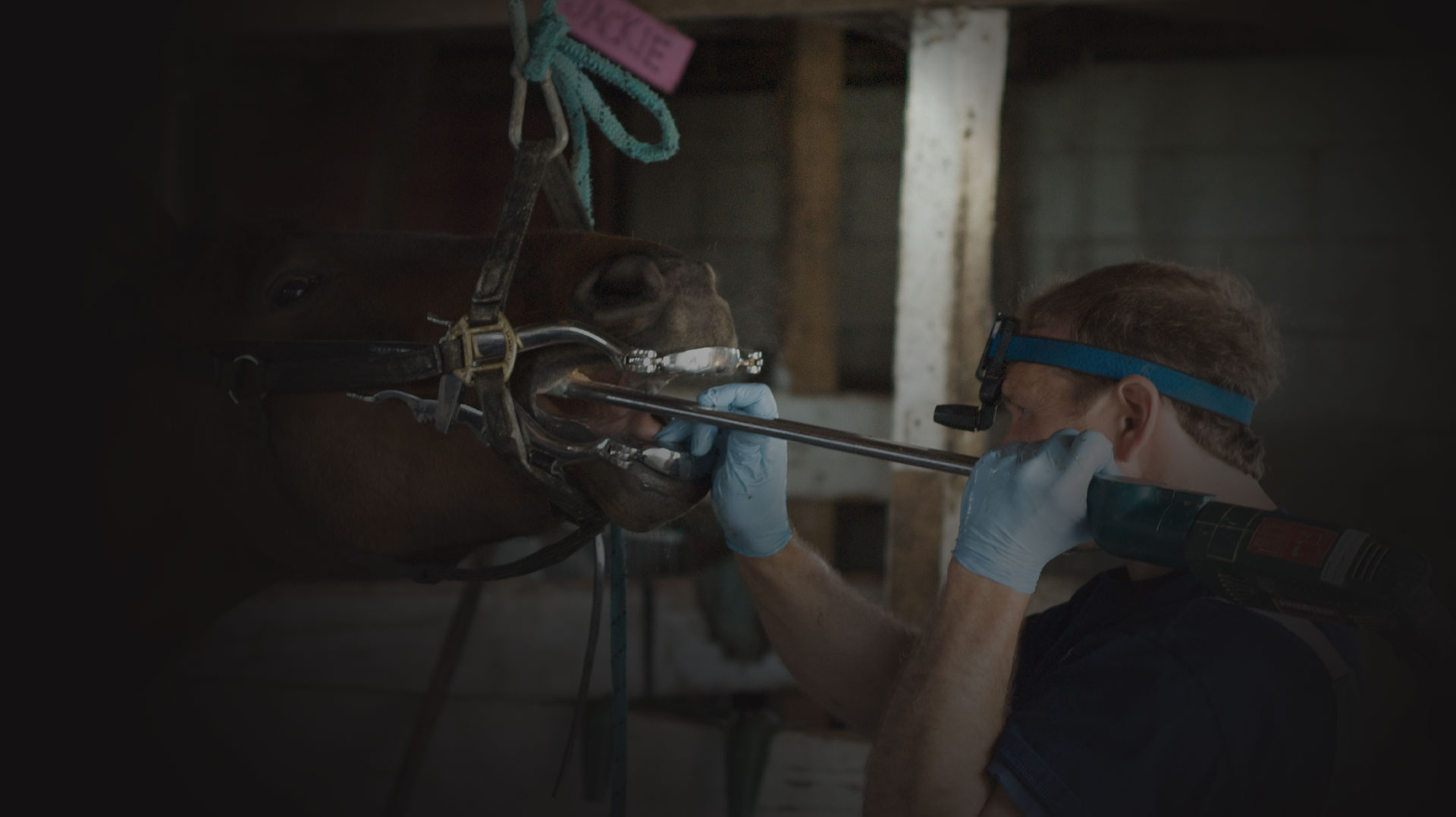 Equine Dental  Instruement