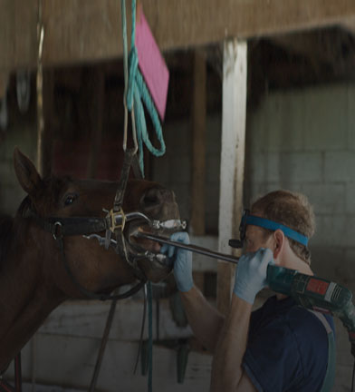 Equine Dental  Instrument